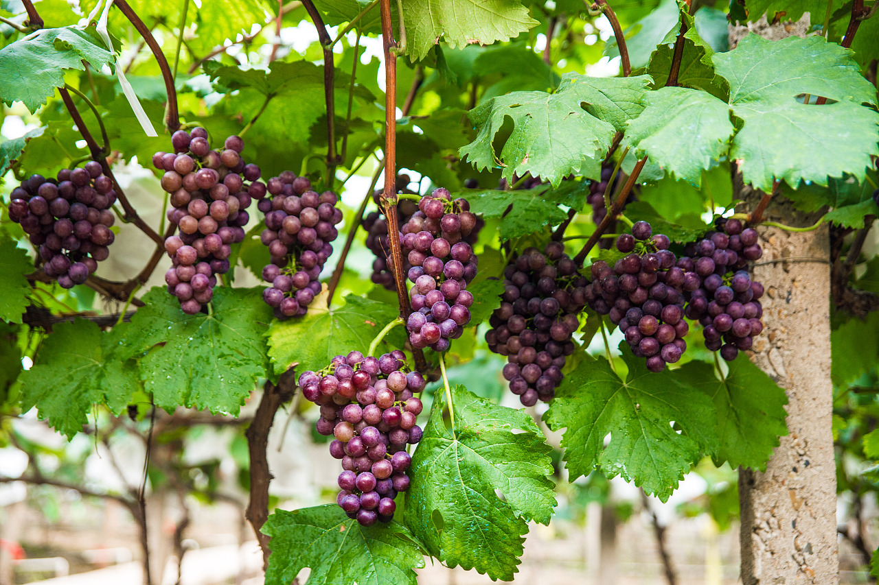 Control of Main Grape Diseases (5)